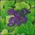 Live at Indigo Ranch von Bob Mosley