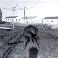 Black & White von Billy Goat