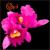 Orchid von Opeth