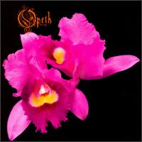 Orchid von Opeth