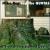 Tree Stump Named Desire von Mike Rep & The Quotas