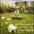 Songs for Polar Bears von Snow Patrol