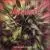 Who Can You Trust? von Morcheeba