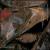 Virus with Shoes von Two Lone Swordsmen