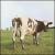 Atom Heart Mother von Pink Floyd