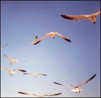 I Thought It Was the End of the World Then the End of the World Happened Again von Steve Dalachinsky