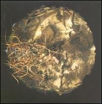 Ember Glance: The Permanence of Memory von David Sylvian