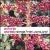 Songs from Javaland von Antonio Dionisio