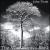 Vine Grows Back von John Twist