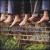 No Shoes Required von Offering