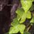 Ivy Trio von Greg Burk