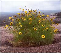 I Miss This von The Weird Weeds