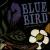 Blue Bird von Josh Davis