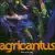 Taureg von Agricantus