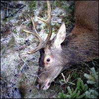 Plan Your Escape von Girls in Hawaii