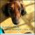 Sweetest Thing von Lauren Passarelli
