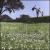 Bluegrass Gospel von Jack Pearson