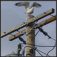 Electric Gull von Alida Rohr