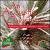 Acoustic Christmas [Ross] von John Roth
