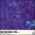 Almost Blue [Bonus Track] von Rob Van Bavel