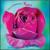 Roses von Tim Schumacher