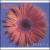 Electric Flowers von Xkollective