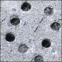 Car!l von Carl Franzen