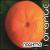 Orange von Naghma